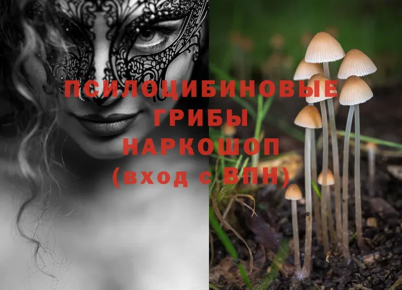 Псилоцибиновые грибы Magic Shrooms  цены наркотик  Камышин 